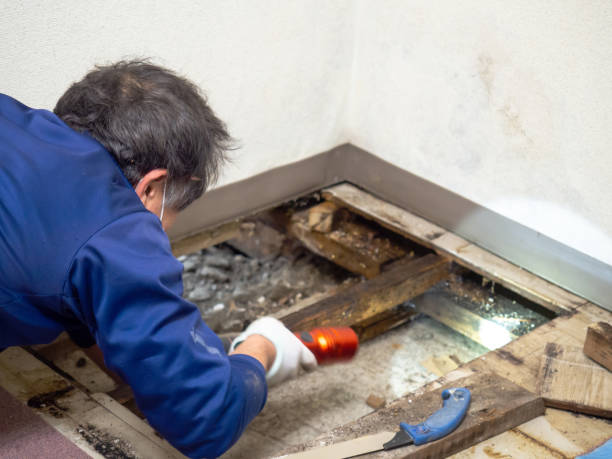 Best Emergency Mold Removal  in Willits, CA