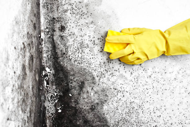 Best Mold Testing  in Willits, CA