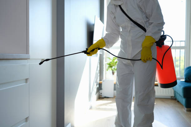 Crawl Space Mold Removal in Willits, CA