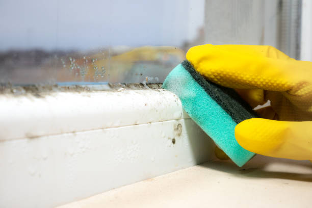 Best Mold Remediation  in Willits, CA