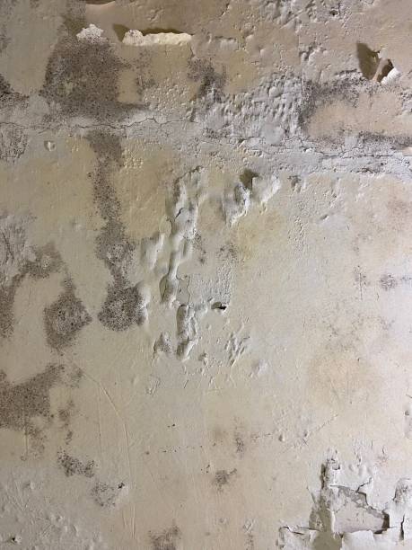 Best Emergency Mold Removal  in Willits, CA