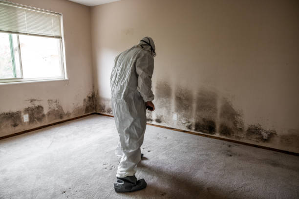 Best Same-Day Mold Removal  in Willits, CA