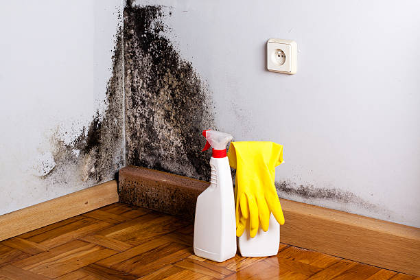 Best Affordable Mold Removal  in Willits, CA