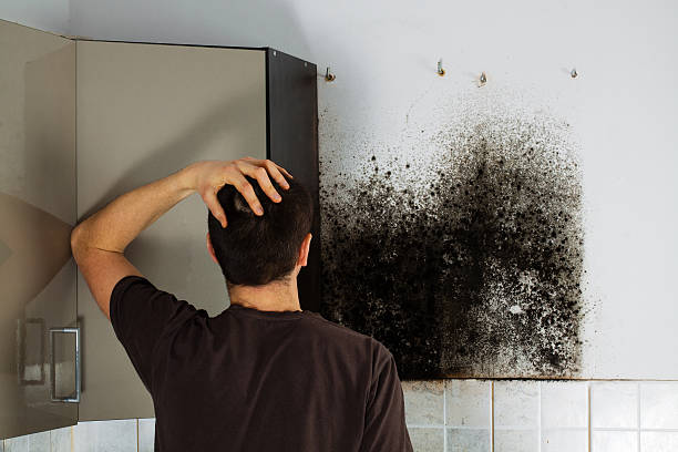 Best Mold Removal Company Near Me  in Willits, CA