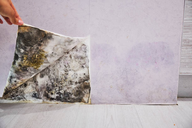 Best Local Mold Removal Service  in Willits, CA